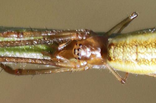 Réf. 259 467 : Tetragnatha sp.